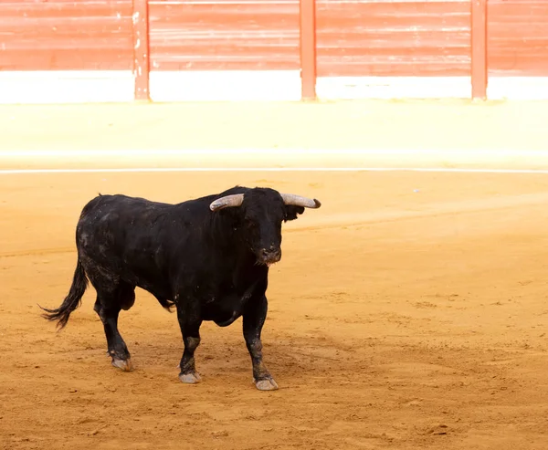 Black Bull Spanish Bullring Summer Festival — Stock Photo, Image