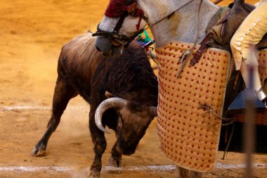 cesur boğa bullring lancer atı ile mücadele 