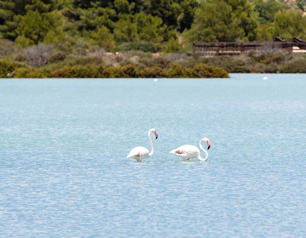 Casal Flamingos Caminhando Nas Salinas Calpe Espanha — Fotografia de Stock