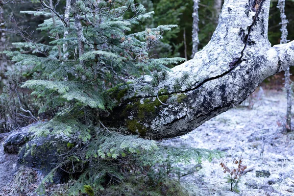Молоде Дерево Поруч Старим Багажником Вкритим Льодом Задньому Плані Замерзлий — стокове фото