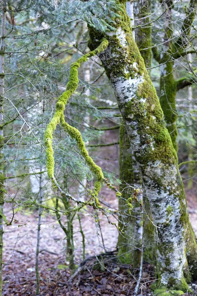 Дерево Покрите Зеленим Мохом Земля Має Коричневий Колір Опалого Листя — стокове фото
