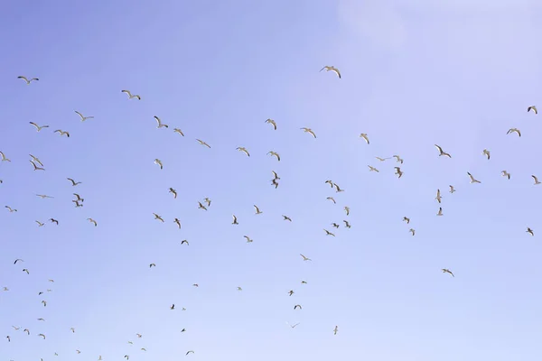 Gaivotas Com Asas Posições Deferentes Voando Num Céu Azul Claro — Fotografia de Stock