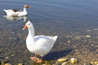 kaz ve ördek gölet