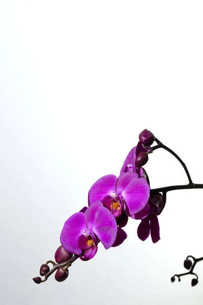 Purple orchids poster on white — Stock Photo, Image