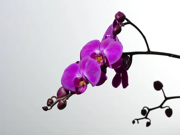 Purple orchids on white — Stock Photo, Image