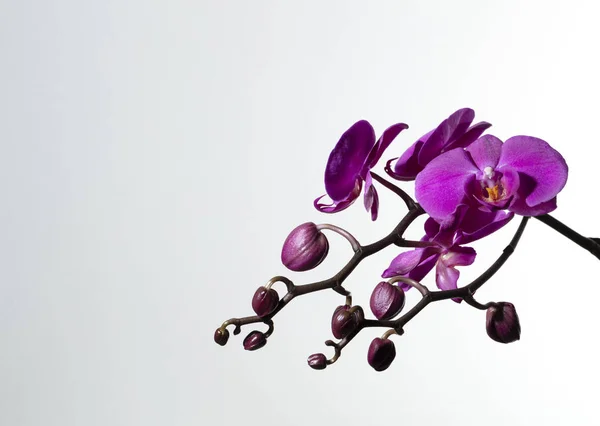 Branch of purple orchids — Stock Photo, Image