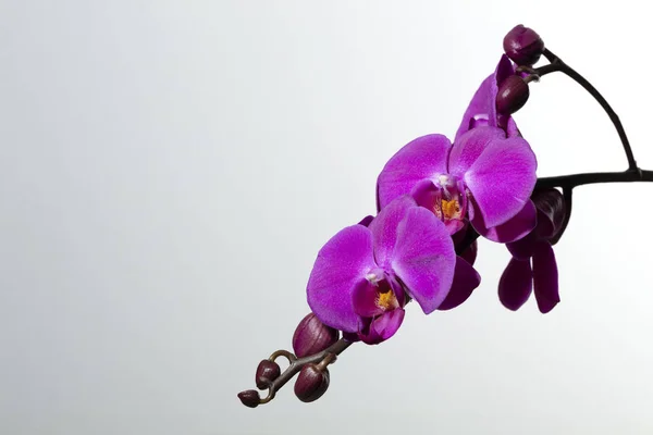 Branch of purple orchids — Stock Photo, Image