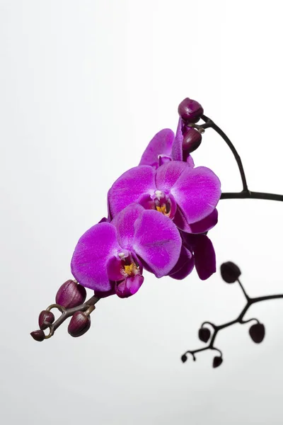 Purple orchids picture — Stock Photo, Image