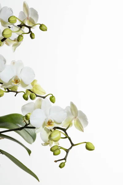 White orchids on side — Stock Photo, Image