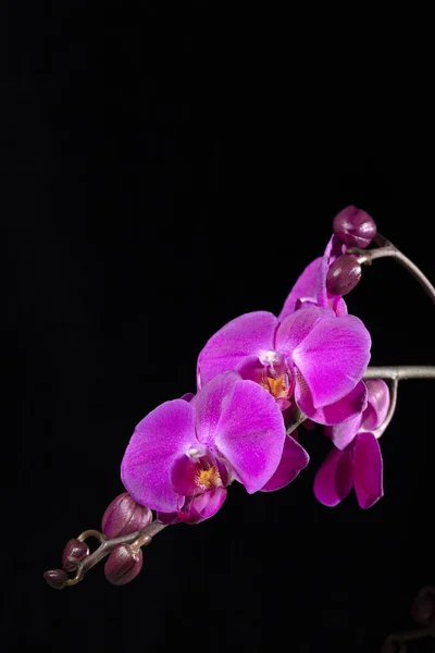 Purple orchids on black — Stock Photo, Image