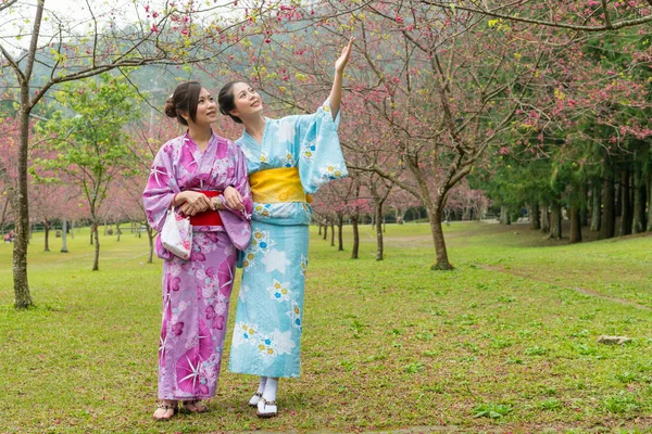 Two Asian young ladies standing under the cherry tree and seeing the cherry blossom.