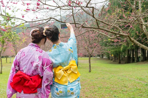 Two Asian young ladies standing under the cherry tree and seeing the cherry blossom. They are taking selfie together.