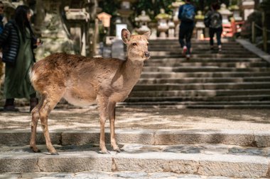 merdivenlerin üzerinde duran ve birilerinin Nara Japonya'da yem bekliyor sevimli geyik