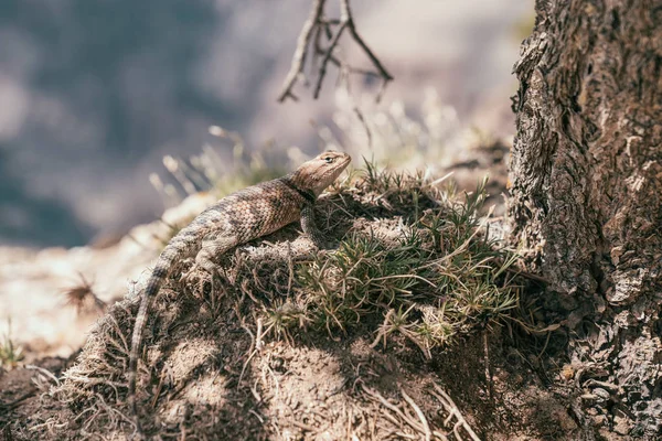 自然界中的野生动物概念 可爱的蜥蜴爬在草地上的树下 严肃的动物坐在棕色的石头上享受早晨的阳光 — 图库照片