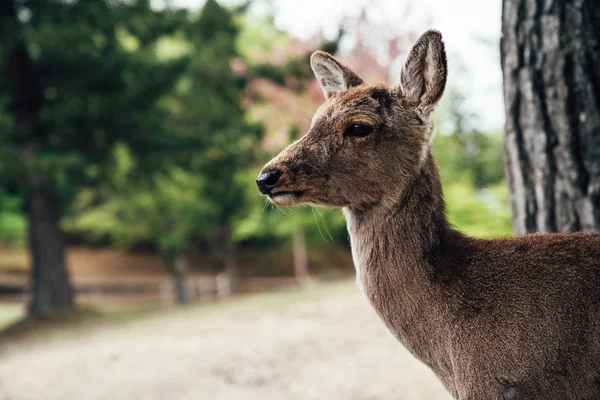 Jeleń Stojący Pobliżu Drzewo Pod Cień Latem Park Nara Sika — Zdjęcie stockowe