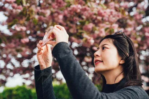 Young Asian Woman Photographing Pink Sakura Tree Smartphone Camera App — Stock Photo, Image