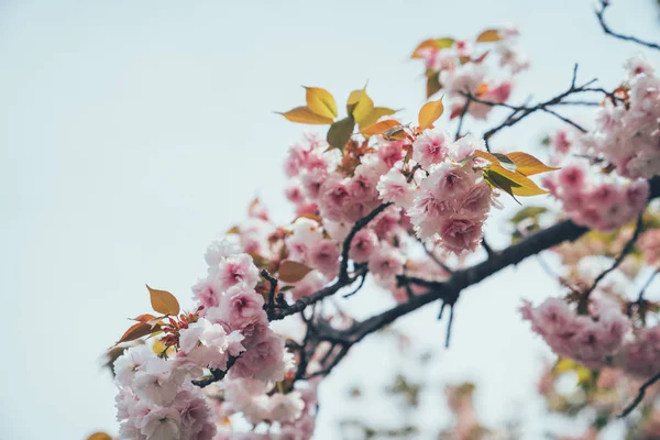 Ροζ sakura λουλουδιών που ανθίζουν στο μπλε του ουρανού — Φωτογραφία Αρχείου