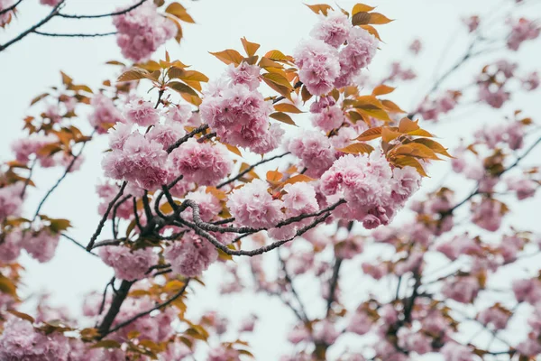Sakura όμορφο λουλούδι στο δέντρο την άνοιξη — Φωτογραφία Αρχείου