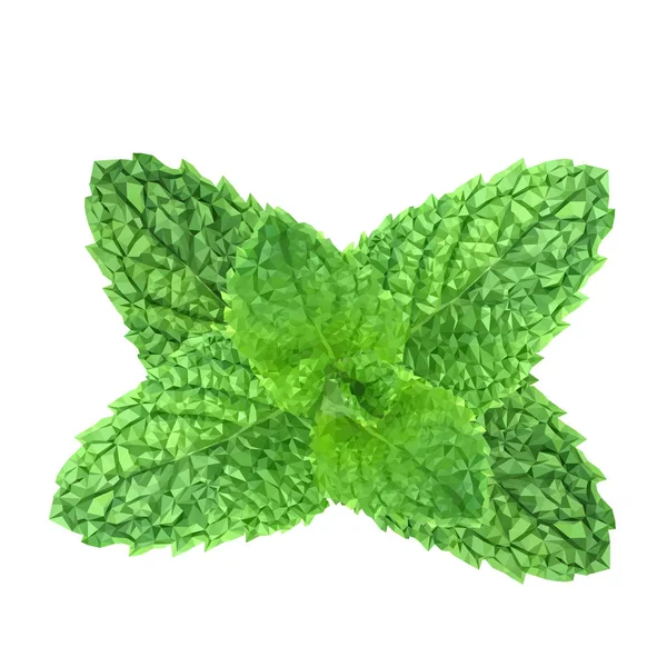 Poligonal vector realista hojas de menta fresca sobre un fondo blanco — Vector de stock