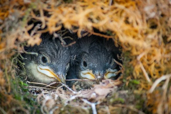 Cute swallow birdlings in the nest close-up — Stock Photo, Image