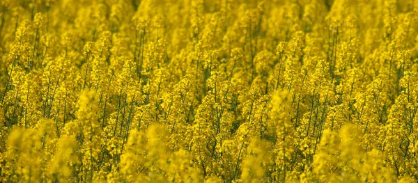 Doğal sarı arka plan doku. Bahar kolza tohumu alan — Stok fotoğraf