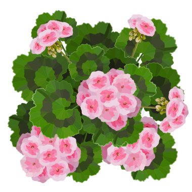 Pink pelargonium flowers vector illustration. Garden or interior decoration clipart