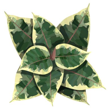 Ficus elastica bitki üstten görünüm vektör çizim