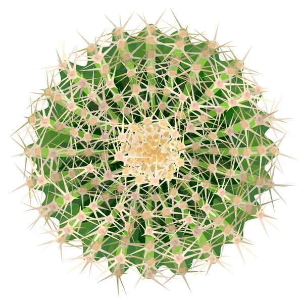 Реалістична Векторна ілюстрація рослини кактуса вид зверху — стоковий вектор