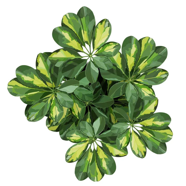 Schefflera pokojová rostlina pohled shora podrobně vektorové ilustrace — Stockový vektor