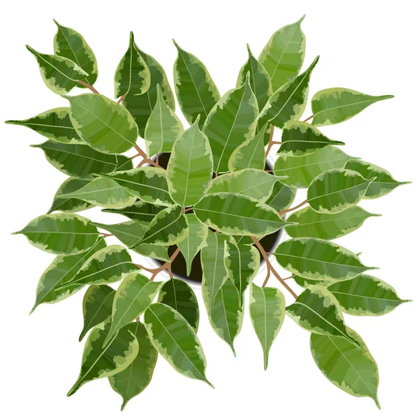 Illustration vectorielle de vue de dessus d'arbre de Ficus Xoina décoratif — Image vectorielle