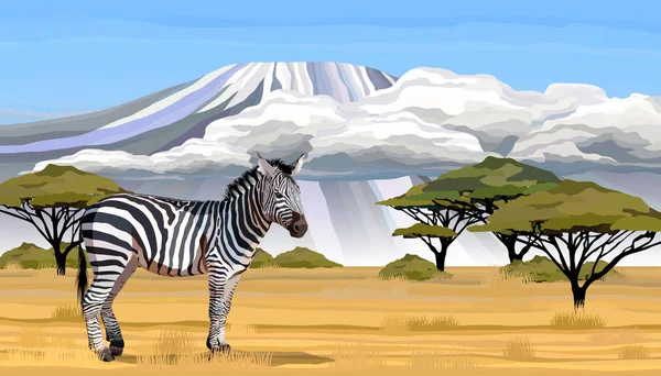 Afrikansk zebra på vit bakgrund vektorillustration — Stock vektor