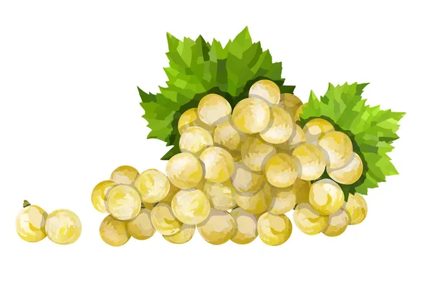 Dojrzałe zielone winogrona. Zielona wiązka z liści wektor ilustracji — Wektor stockowy