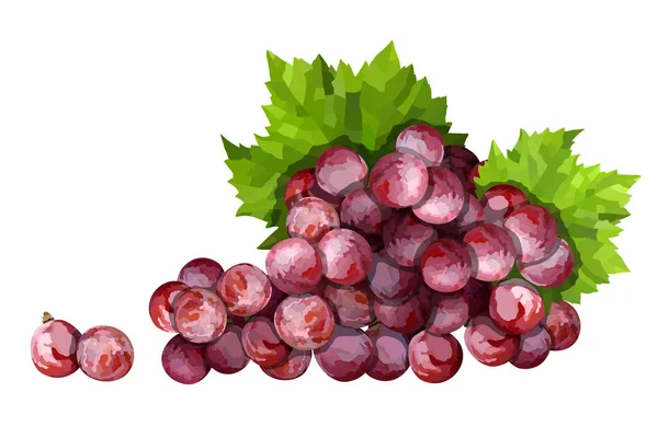 Ripe red grape. Pink bunch with leaves vector illustration — Stock Vector