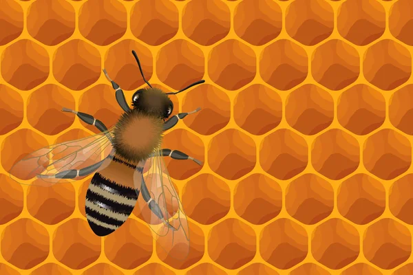 Vista de cerca de la abeja de trabajo en las celdas de miel — Vector de stock
