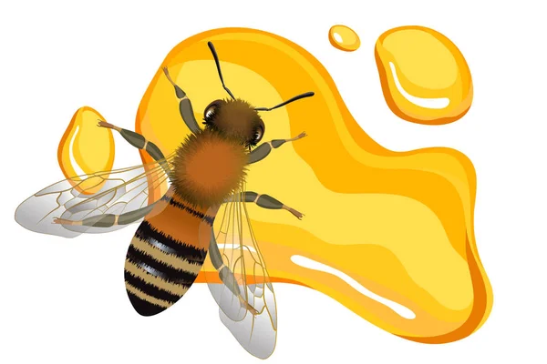 Vista da vicino dell'ape sulla goccia di miele — Vettoriale Stock