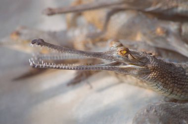 Diğerlerine yakın genç bir gavial başkanı closeup
