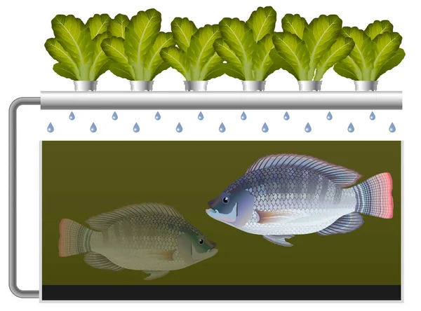 Aquaponics system z tilapia ryb i sałaty — Wektor stockowy