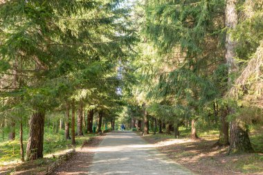 Ormandaki patika, Rusya, Polenovo