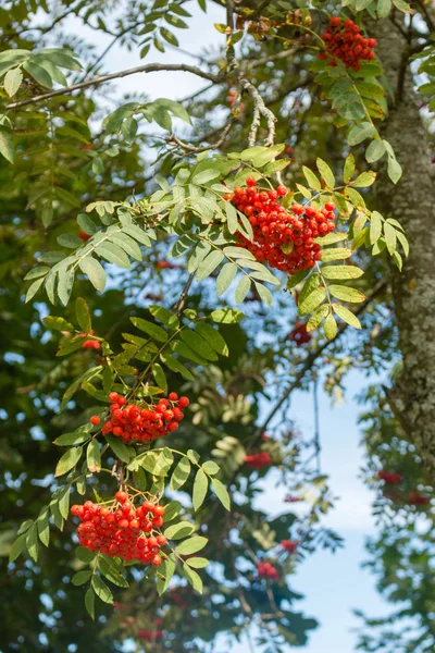 Des grappes de rowan sur une branche, Russie, Polenovo — Photo