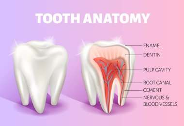 Diş anatomisi İnfografikleri. Gerçekçi 3D vektör tıbbi afiş veya poster.