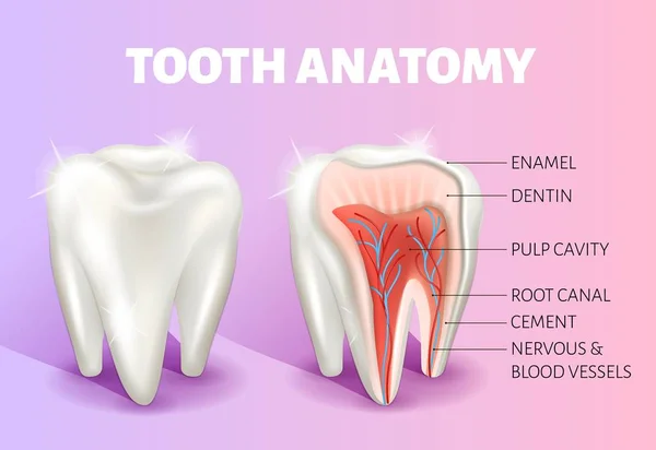 Infografías de anatomía dental. Banner médico realista del vector 3D o cartel . — Vector de stock