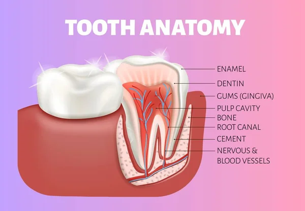 Zahnanatomie medizinisches Banner. Gesunder Zahnschnitt. — Stockvektor