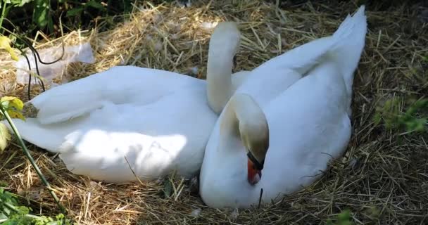 Zwei Schöne Höckerschwäne Cygnus Olor Ihrem Nest Nahaufnahme Detail Dci — Stockvideo