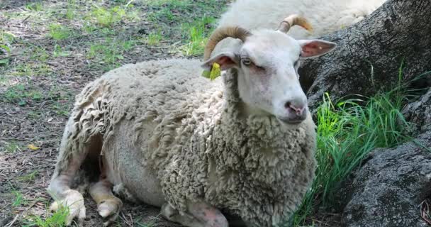 Moutons couchés sous les oliviers, vue rapprochée - Résolution 4K 
