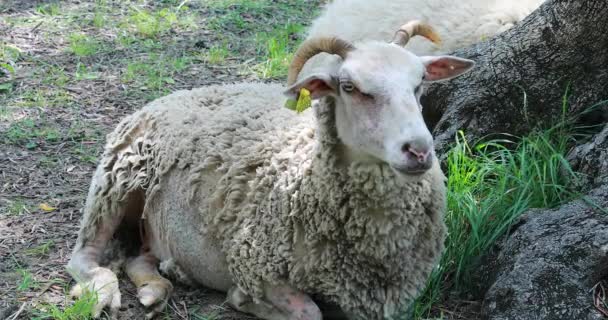 Ovejas Acostadas Bajo Los Olivos Vista Cerca Resolución — Vídeo de stock