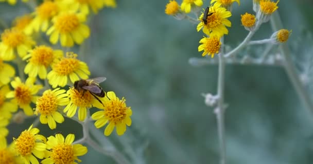 Macro Disparo Una Abeja Miel Volando Lejos Flor Amarilla Video — Vídeos de Stock