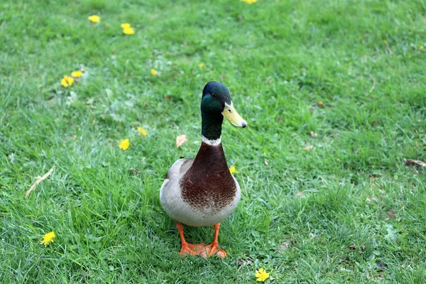 Beautiful Male Duck Meadow Yellow Buttercups — Stock Photo, Image