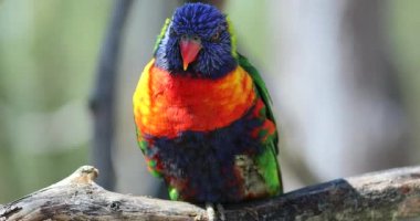 Güzel gökkuşağı Lori yakın çekim