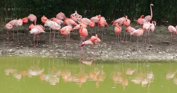 Groupe Beaux Flamants Roses Avec Réflexion Eau Verte Zoo Résolution — Video