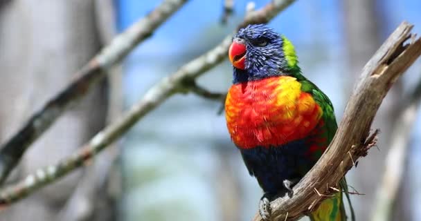 Vacker regnbåge Lorikeet porträtt — Stockvideo